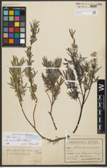Foto von Salix repens subsp. rosmarinifolia (L.) Andersson